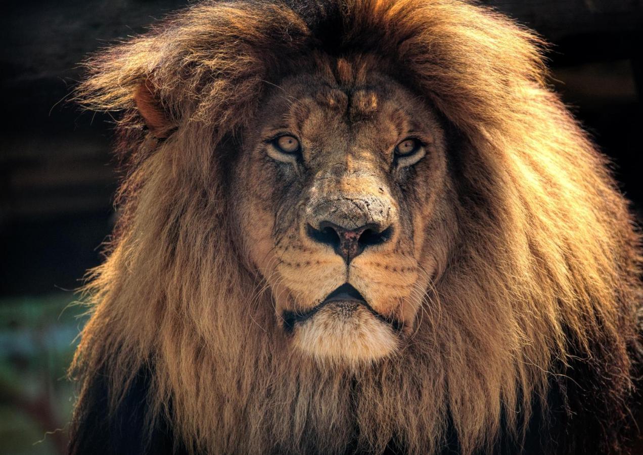 Lions Rock Rapids - Luxury Tented Camp ヘイジービュー エクステリア 写真